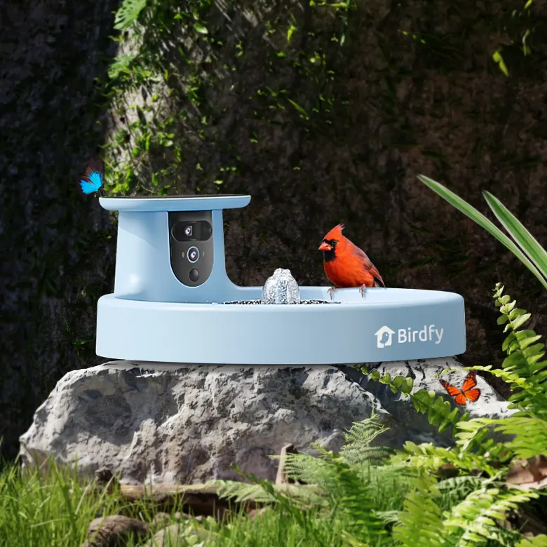 Poidło dla ptaków z kamerą Birdfy Bath Pro z kardynałem na krawędzi