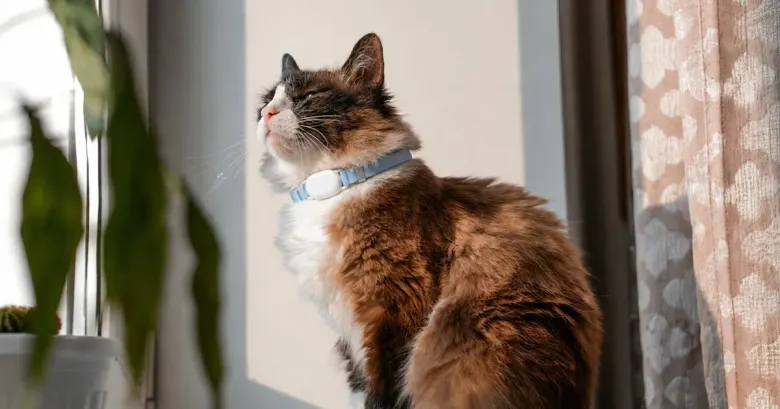 Kot przy oknie z czujnikiem SATELLAI Cat Tag na niebieskiej obroży