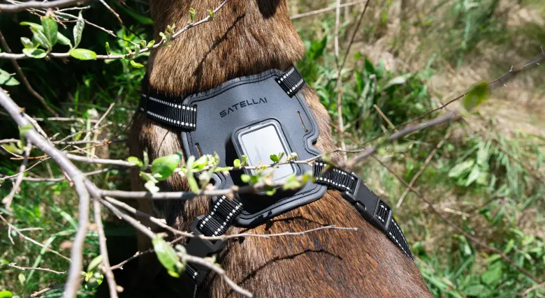 Tracker SATELLAI Tracker Ultra w szelkach na grzbiecie psa wśród gałęzi
